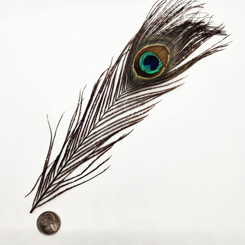 Peacock Feather